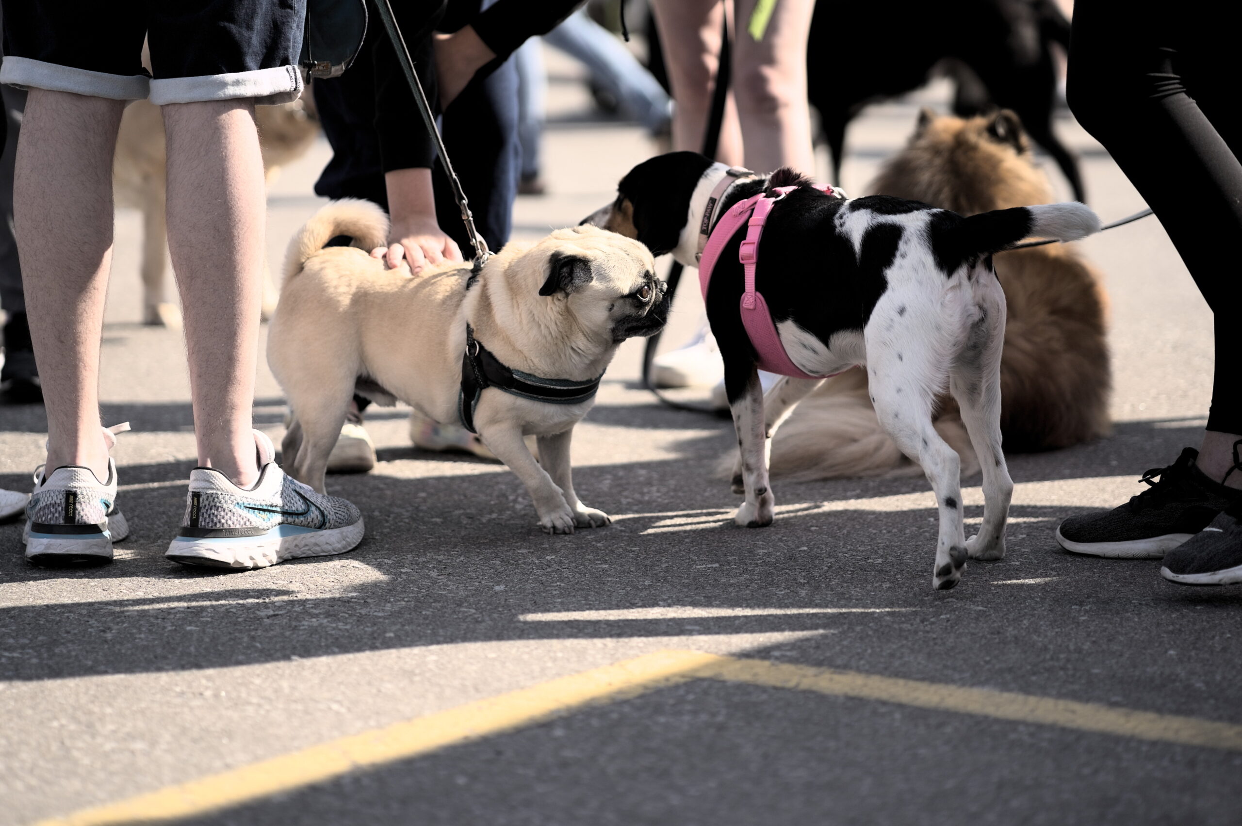 Walk-a-thon participants walking several small dogs on leashes