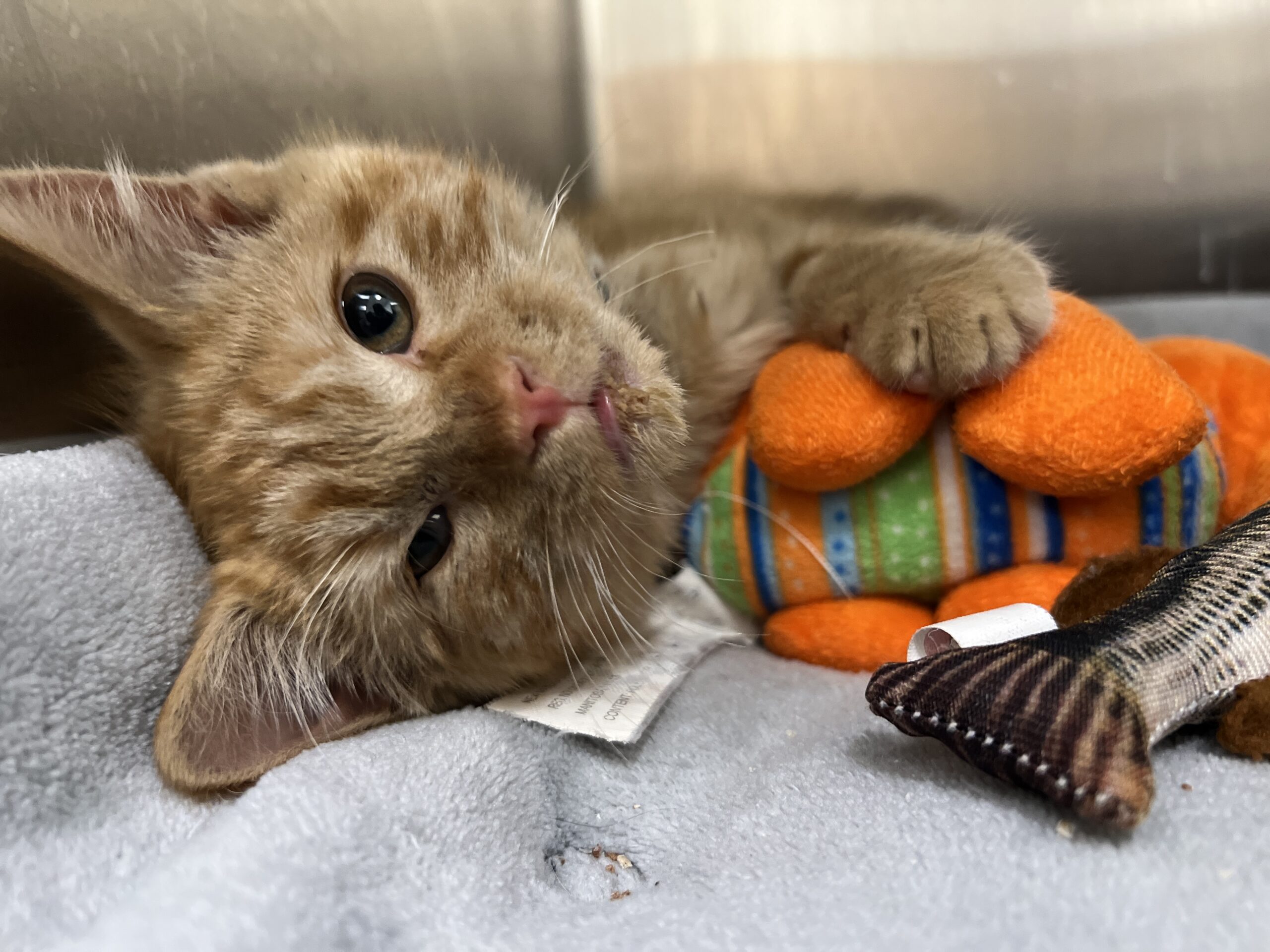 Orange kitten resting its paw on an orange toy