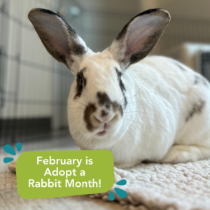 In photo: The adoptable, Timothy, GHS’s longest resident who has been waiting for his hoppy tail for 286 days.