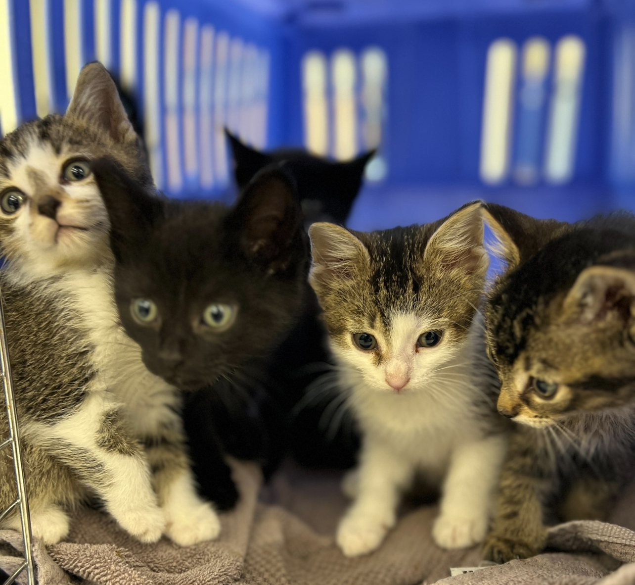 Group of kittens of various colours sitting together in front of a blue crate