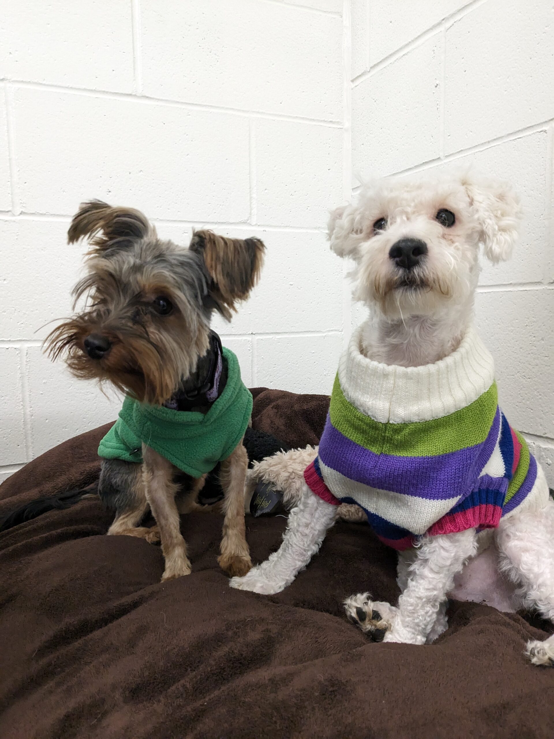 Yorkshire terrier and a white fluffy dog wearing sweaters, sitting side by side