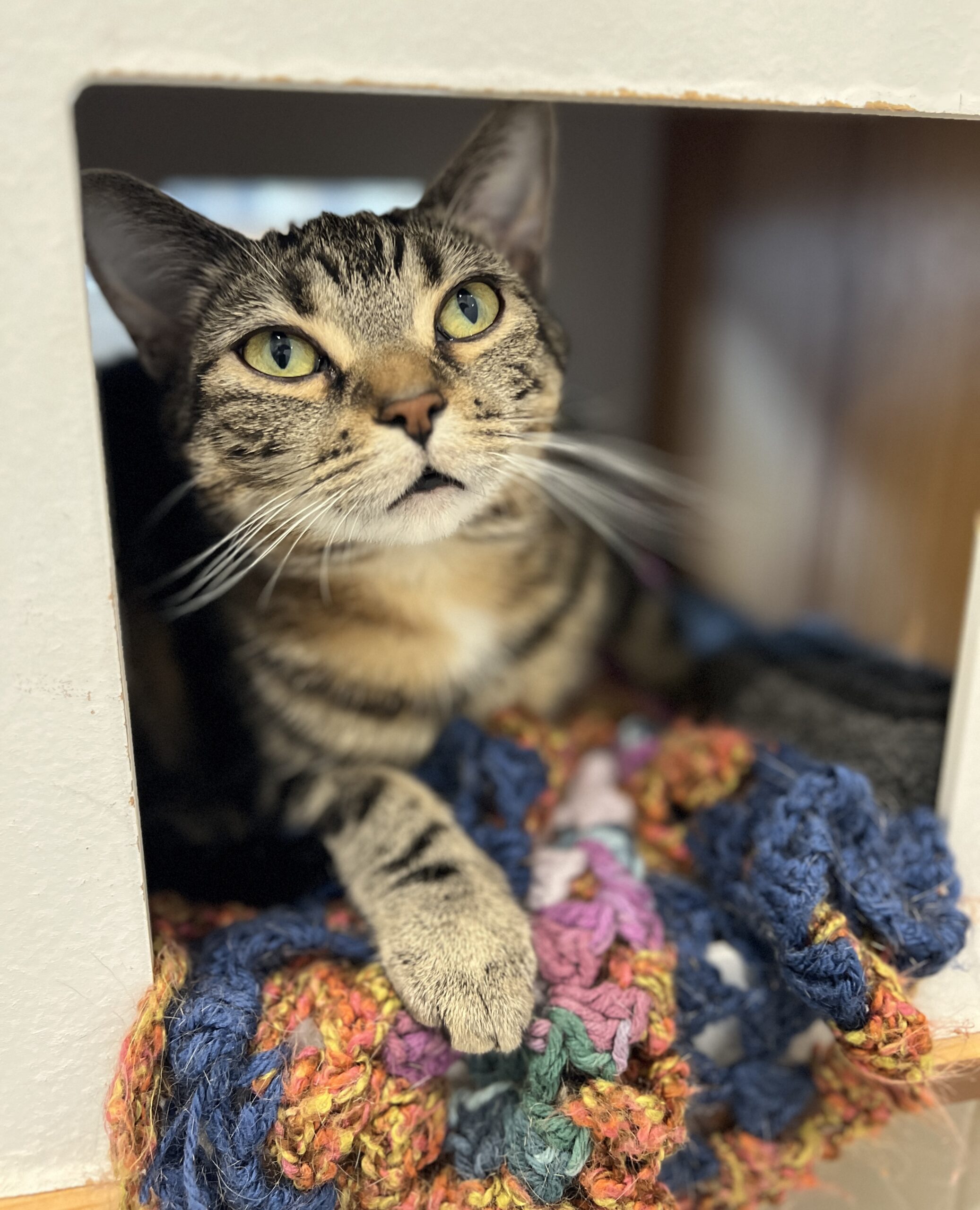 Jessi, a tabby cat, resting on a crocheted blanket in a cat cubby