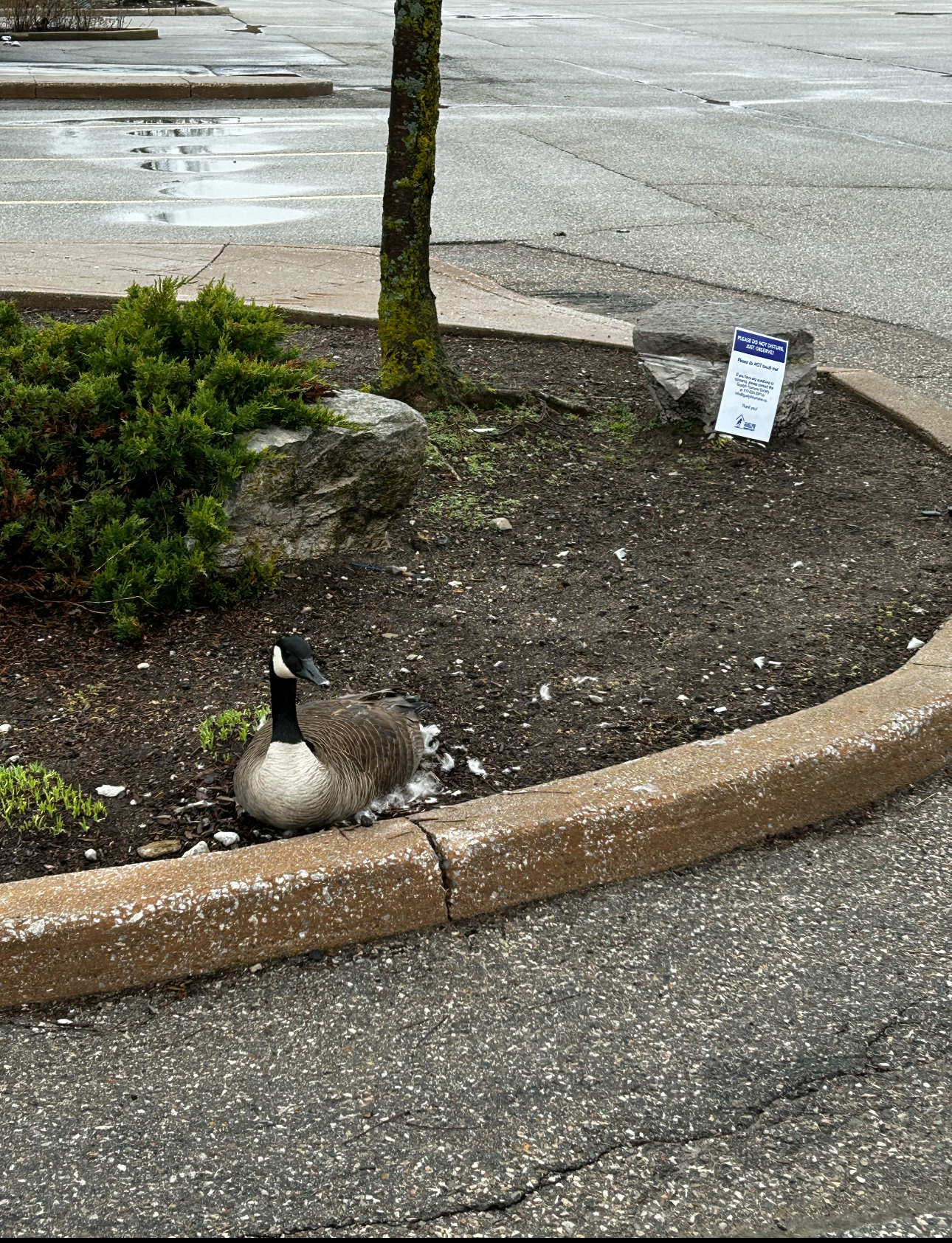 Canada goose nesting in a garden bed near a GHS sign asking the public to leave wildlife undisturbed