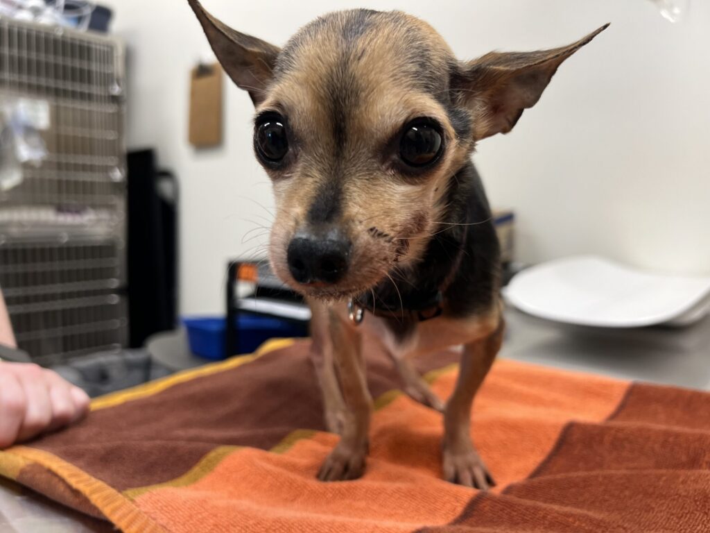 Cleo, a small tan and black chihuahua mix, standing on an orange towel