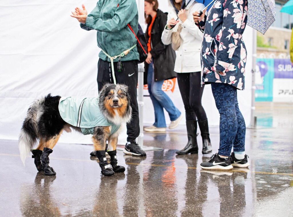 Merle Australian shepherd wearing a raincoat and booties standing among walk-a-thon participants