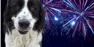 Black and white dog in front of fireworks