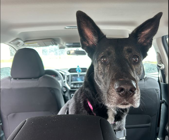 Black dog with upright ears sitting inside a car