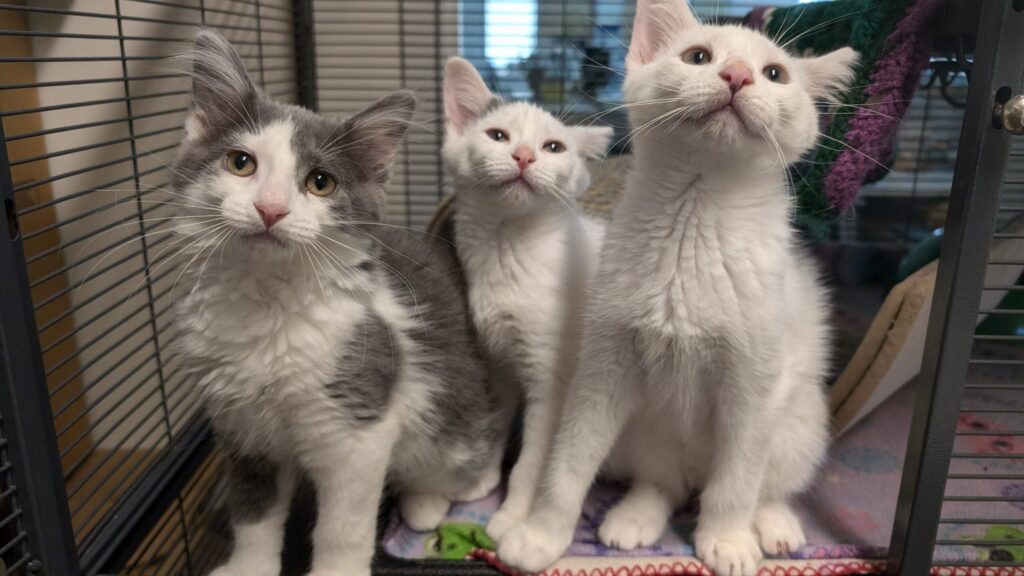 Tux, Patches and Peaches, three grey and white kittens, sitting together in a kennel
