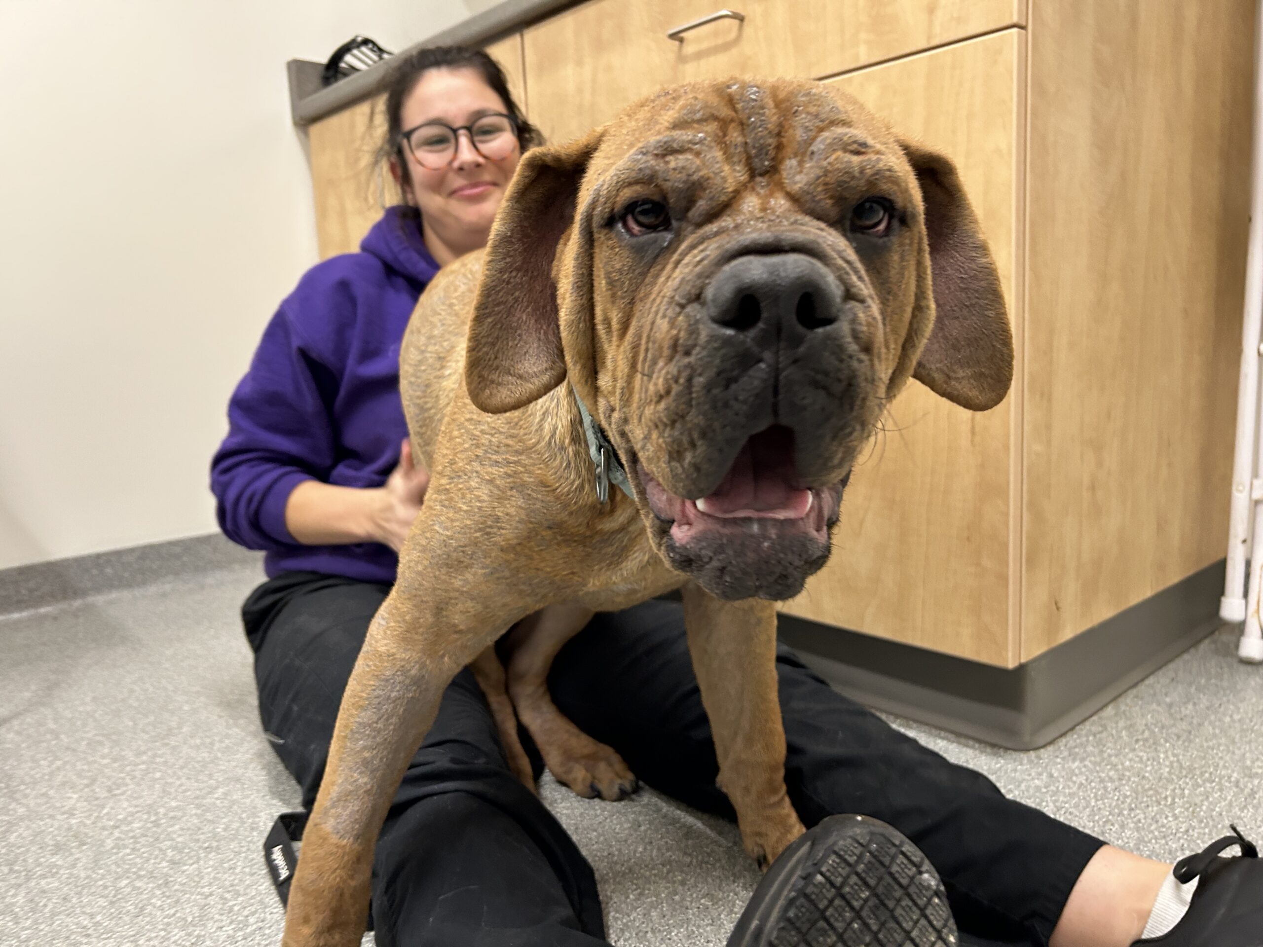 Rooster, a large brown mastiff mix, with Animal Care Health Coordinator Paige