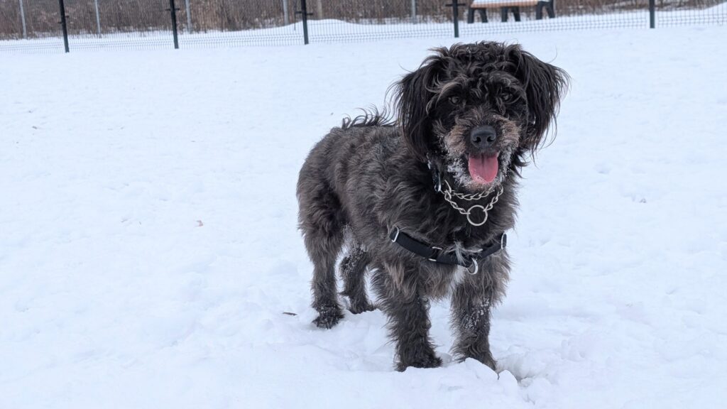 Samson, a fluffy black dog, standing in the snow
