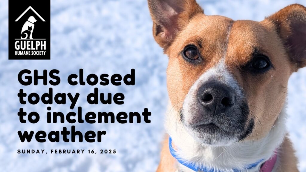 Brown and white dog in the snow beside the text "GHS closed today due to inclement weather, Sunday, February 16, 2025"
