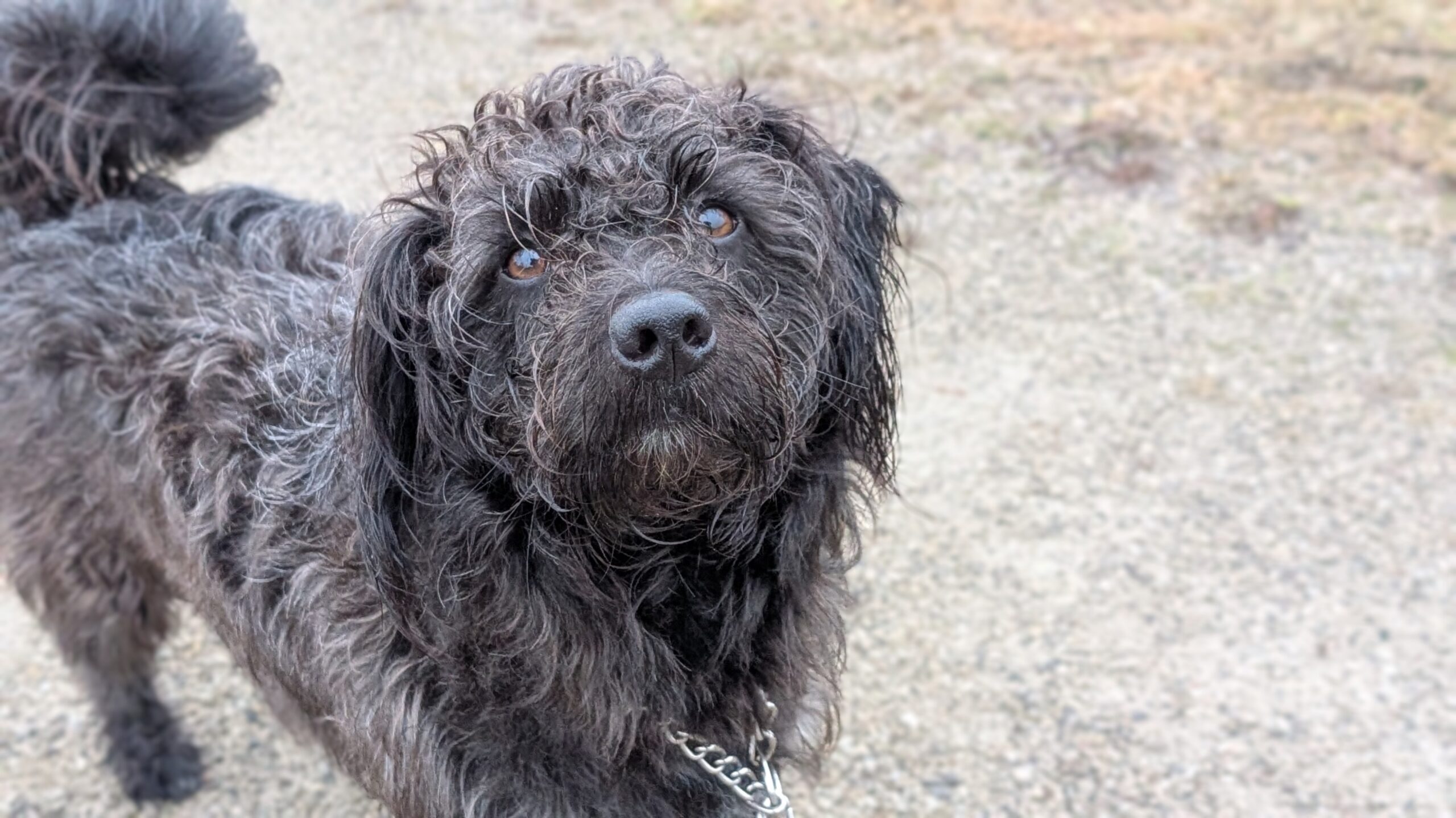 Samson, a fluffy black dog with curly fur, standing on the grass