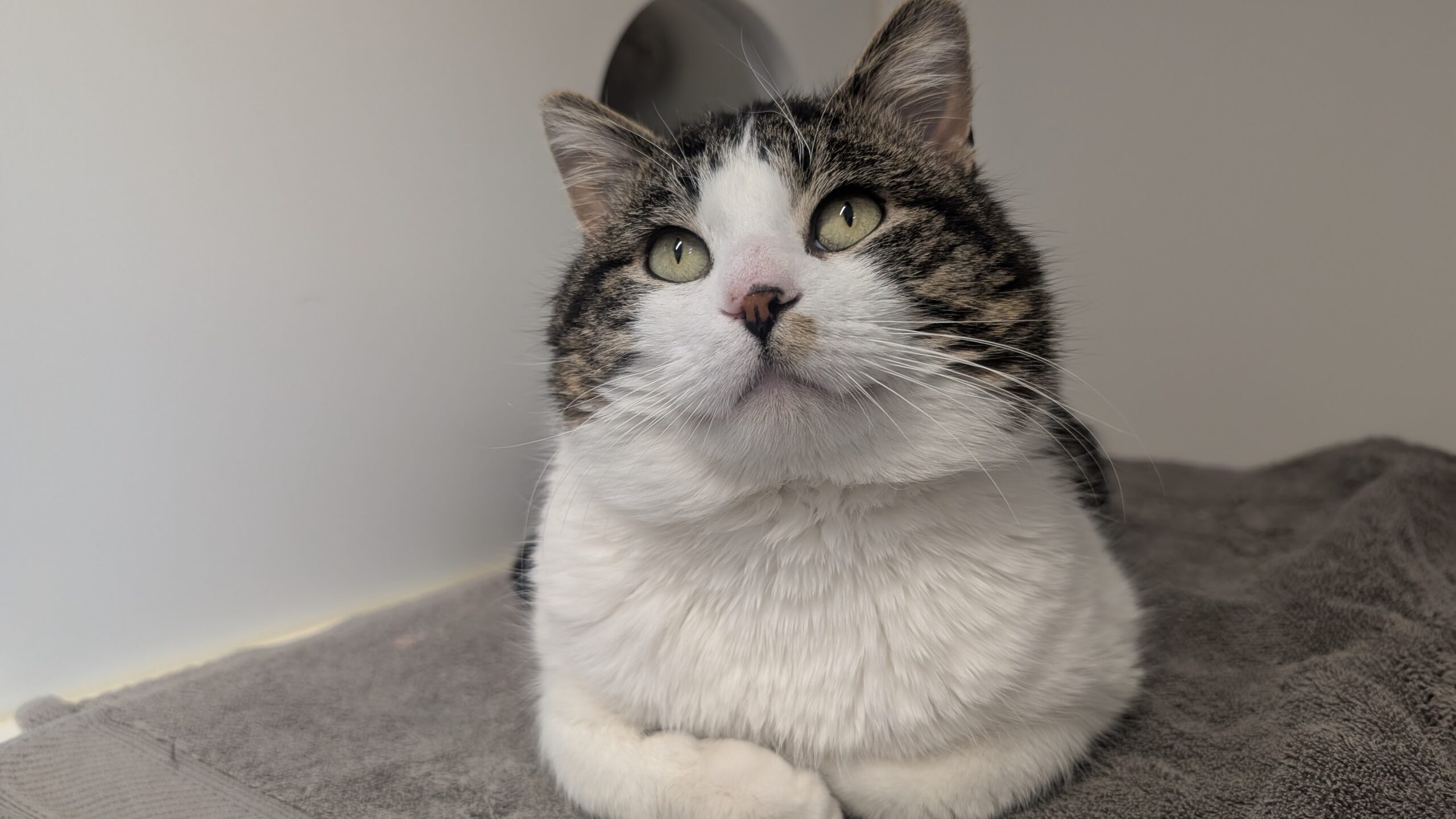 Bruce, a four-year-old grey and white tabby cat, lying on a grey blanket