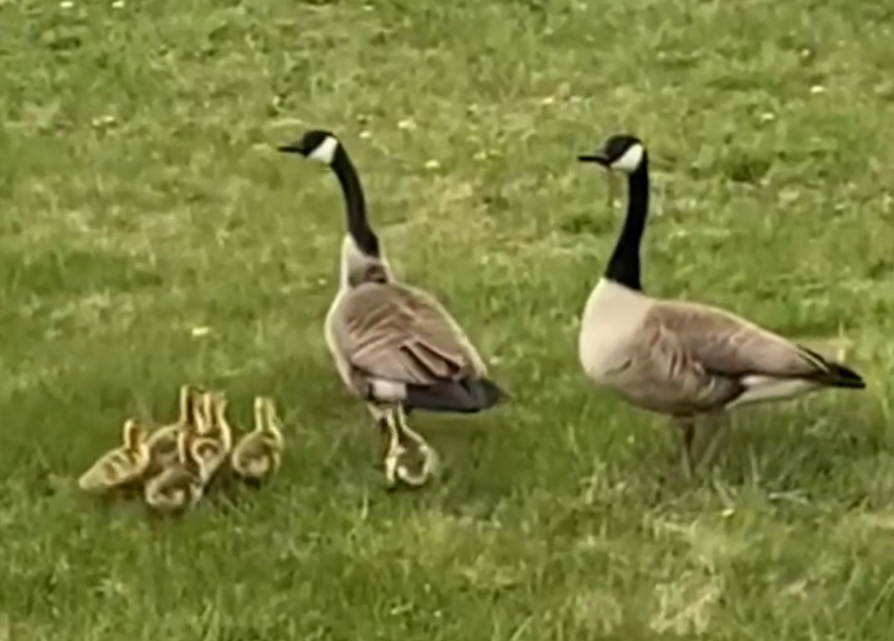 Two Canada geese with goslings on a lawn