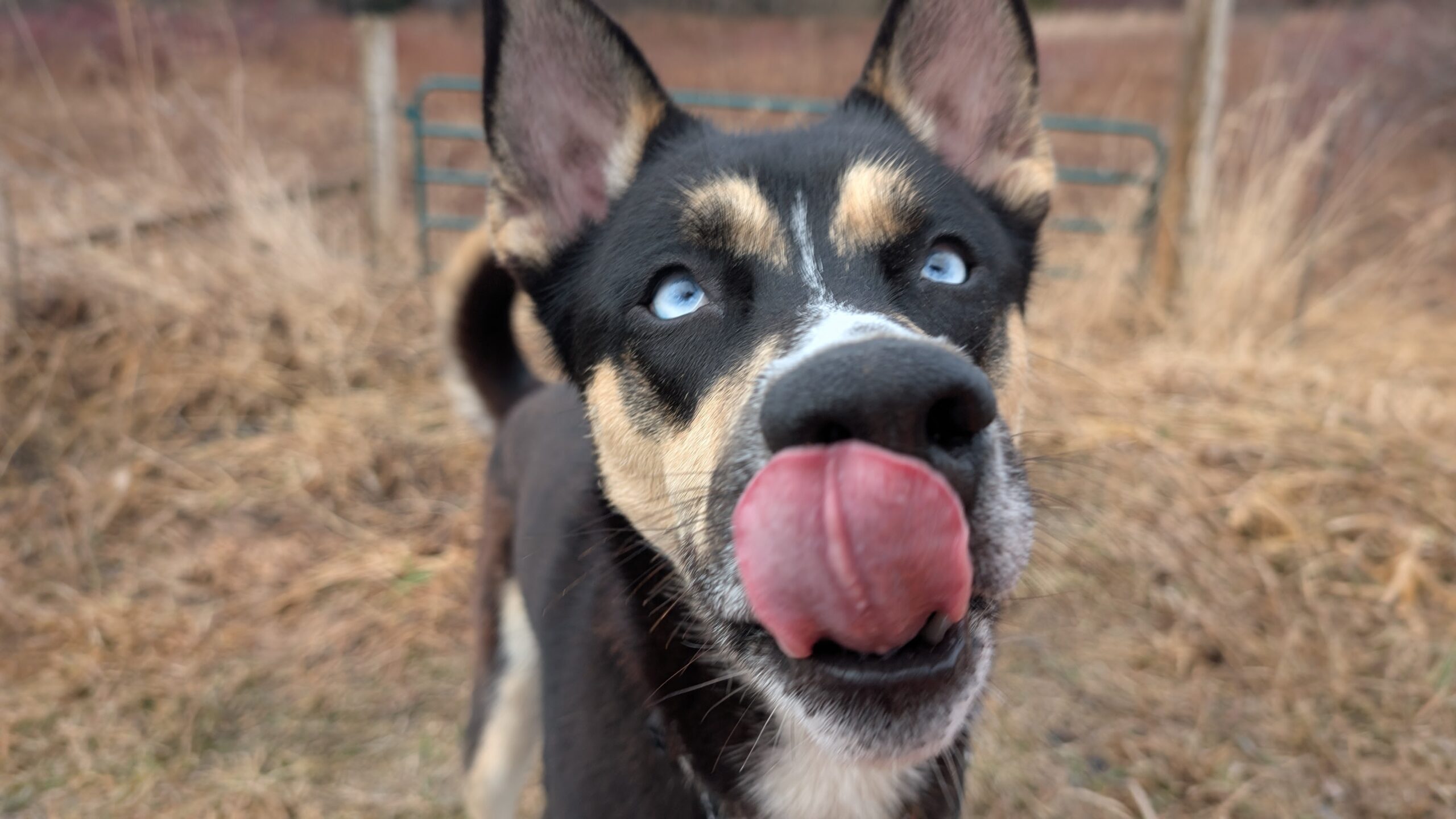Lia, a black and tan dog with blue eyes, licking her nose