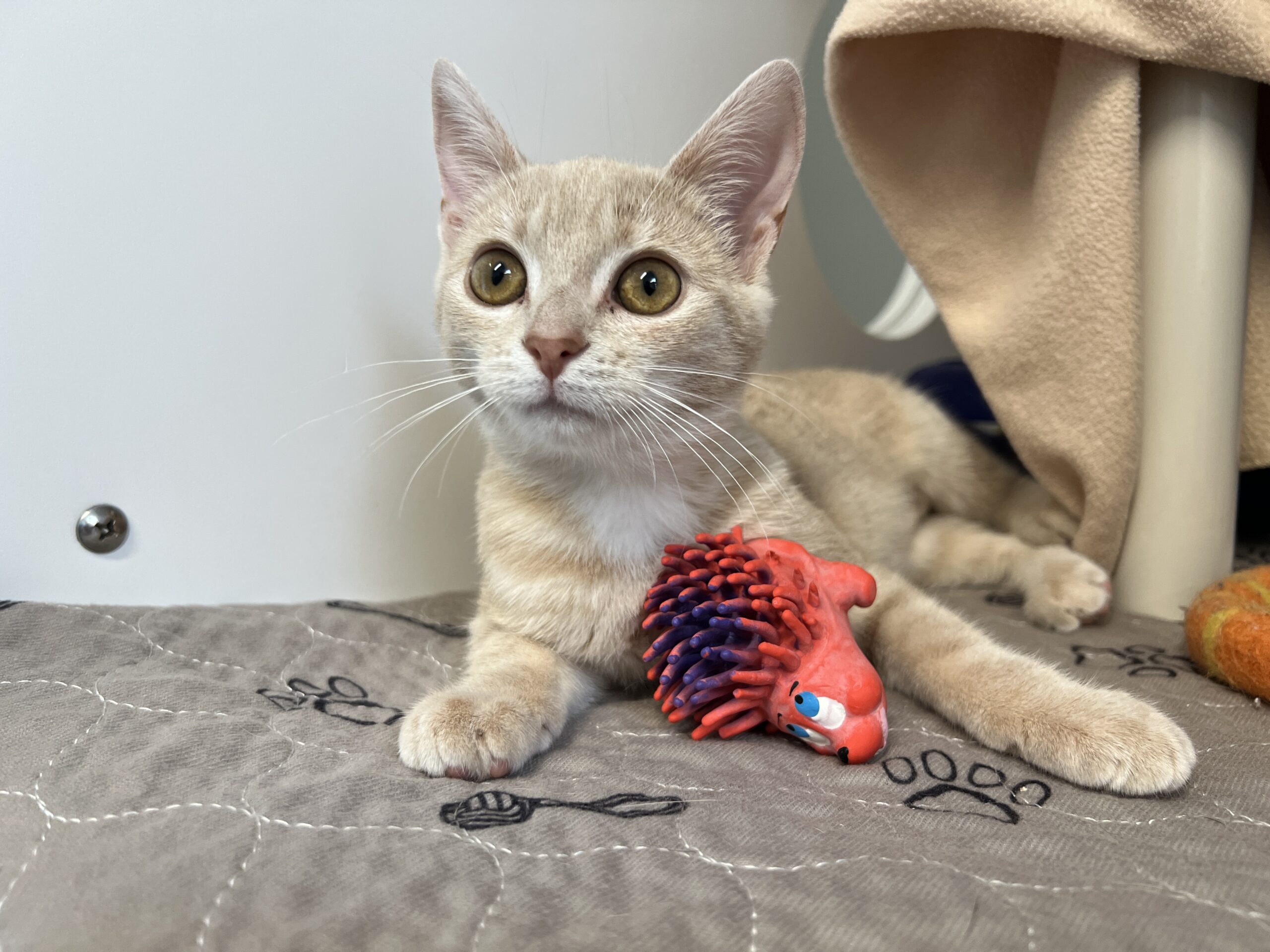 Pip, a three-month-old cream-coloured kitten, sitting beside a red toy