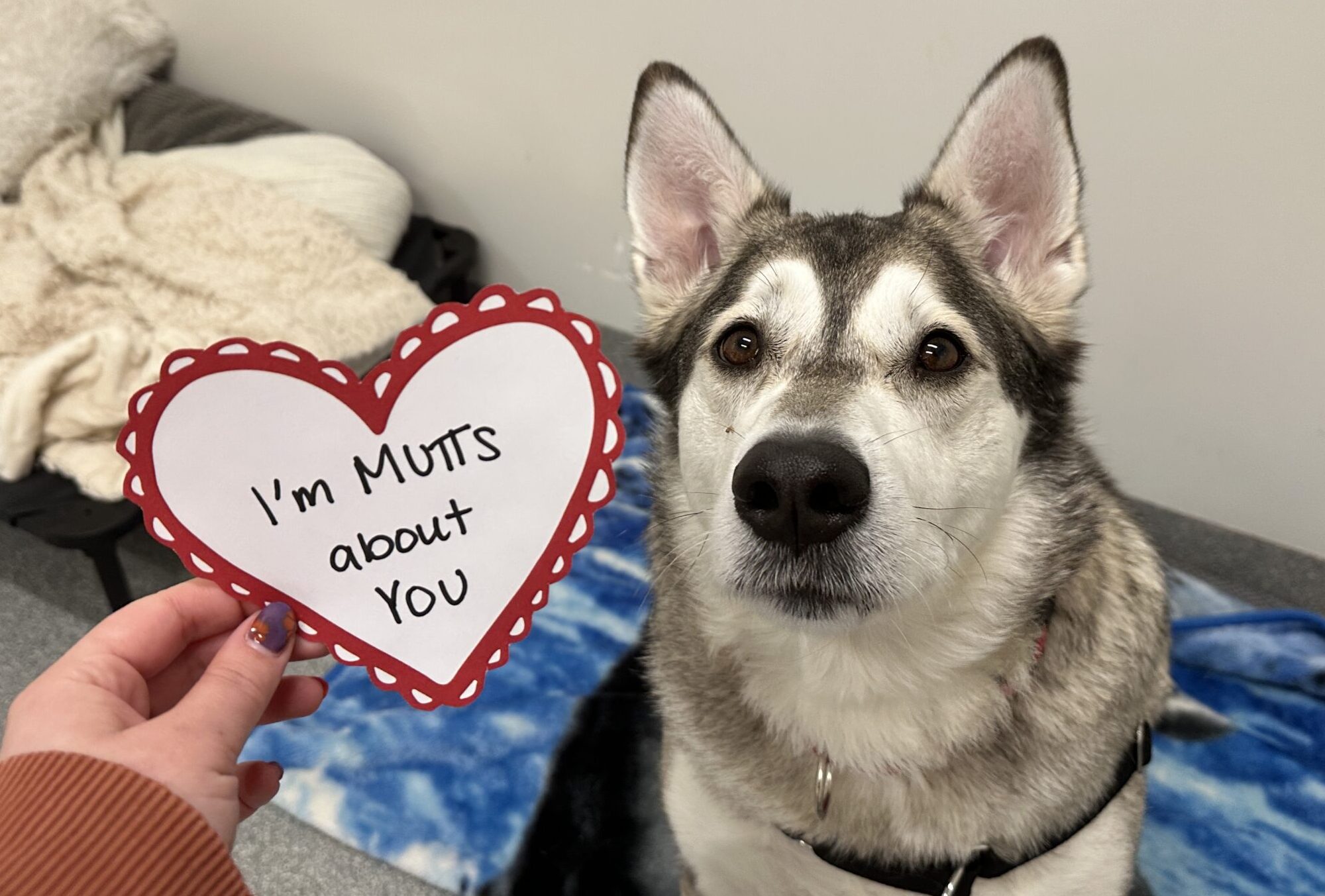 Husky mix behind a heart-shaped card that reads "I'm mutts about you"