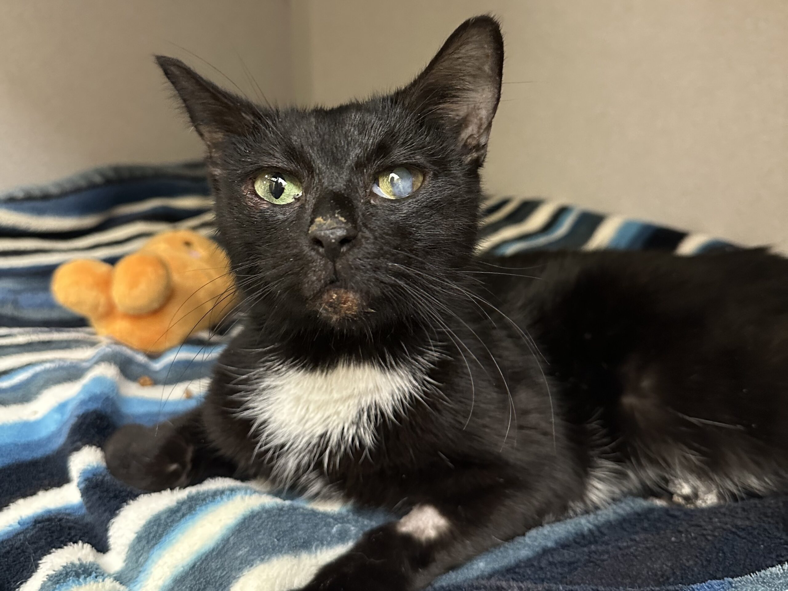 Professor, a one-year-old cat in the care of the Guelph Humane Society since late January after being struck by a vehicle. She is recovering from her injuries and will undergo a leg amputation surgery once she is strong enough