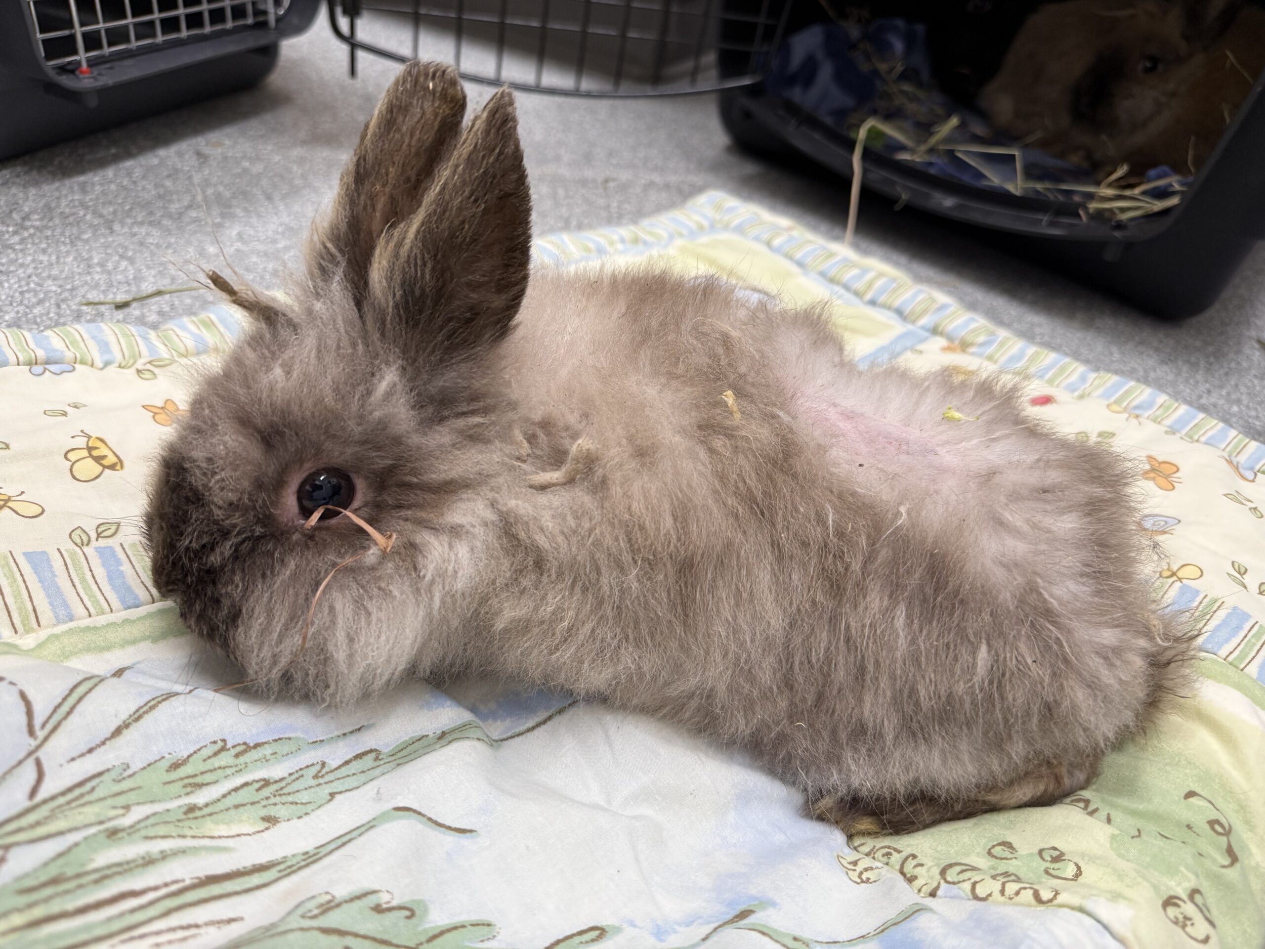 one of the Juvenile Lion Head rabbits found abandoned in Rockwood