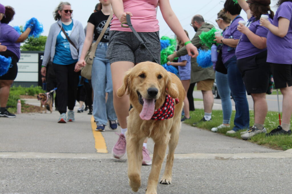 Golden retriever in a red bandana walking with participants at the GHS walk-a-thon