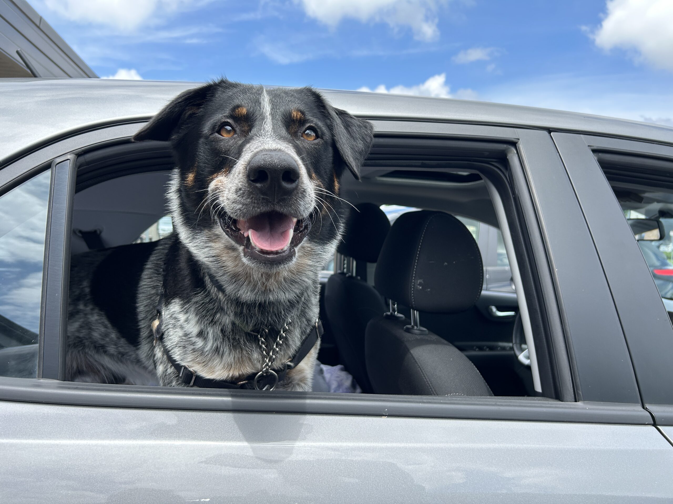Black and white dog looking out of a car window on a sunny day