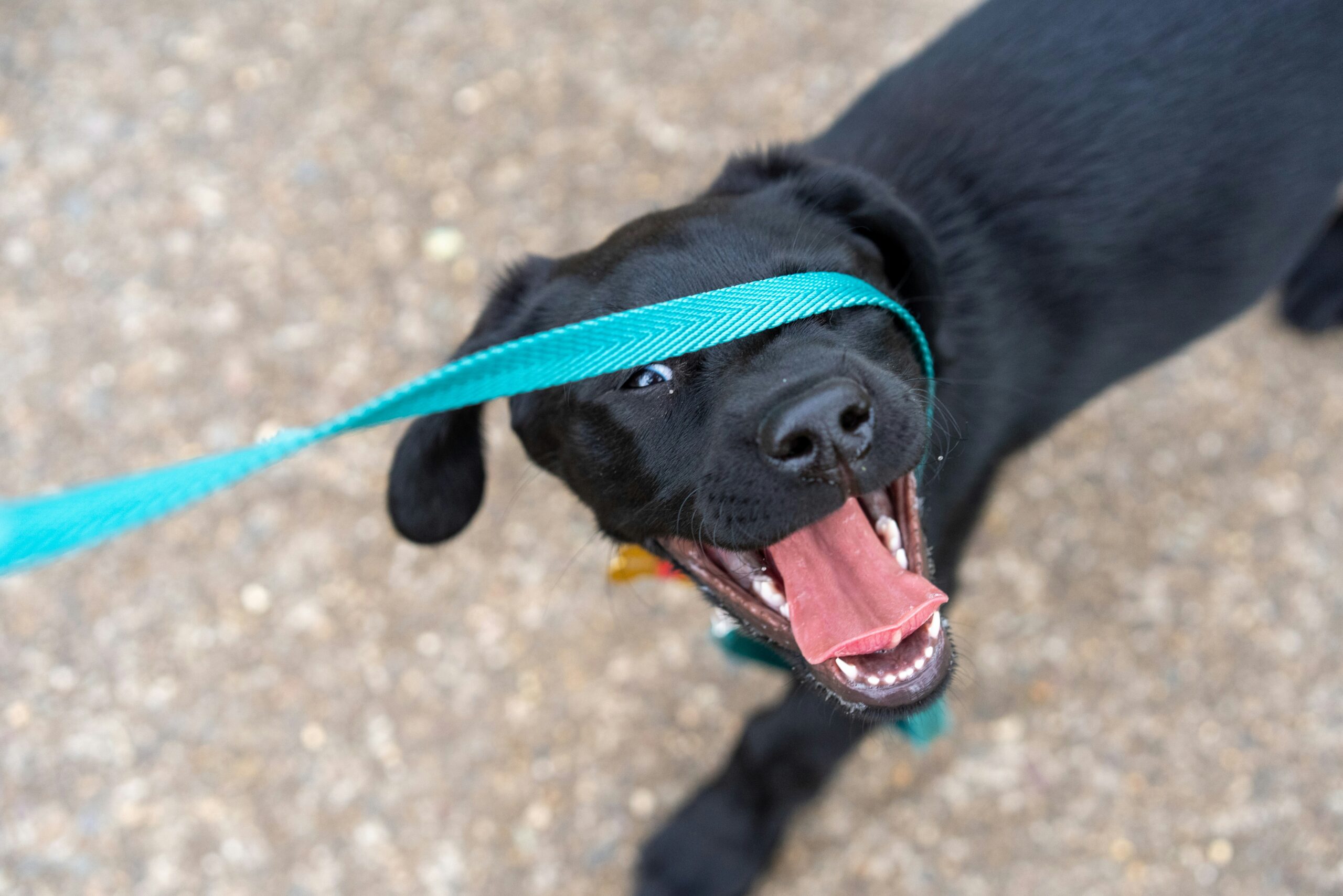 Happy black dog on a teal leash with mouth open outdoors