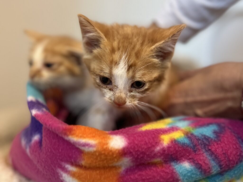 Orange kitten nestled in a colourful fleece blanket