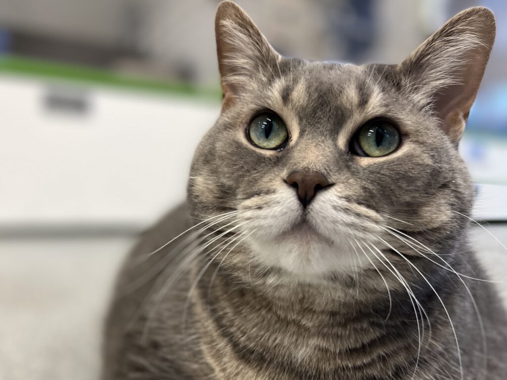 Close-up of a grey tabby cat with green eyes