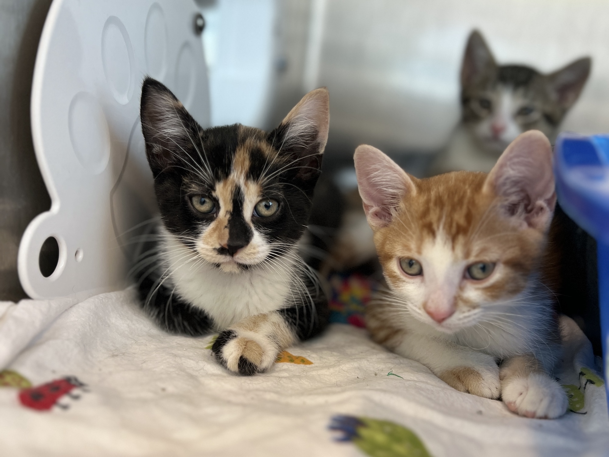 Calico kitten and orange tabby kitten sitting together