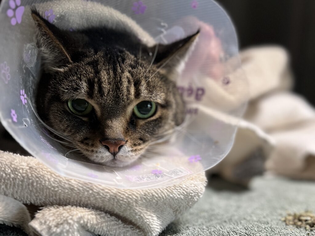 Tabby cat wearing a recovery cone resting and looking at the camera