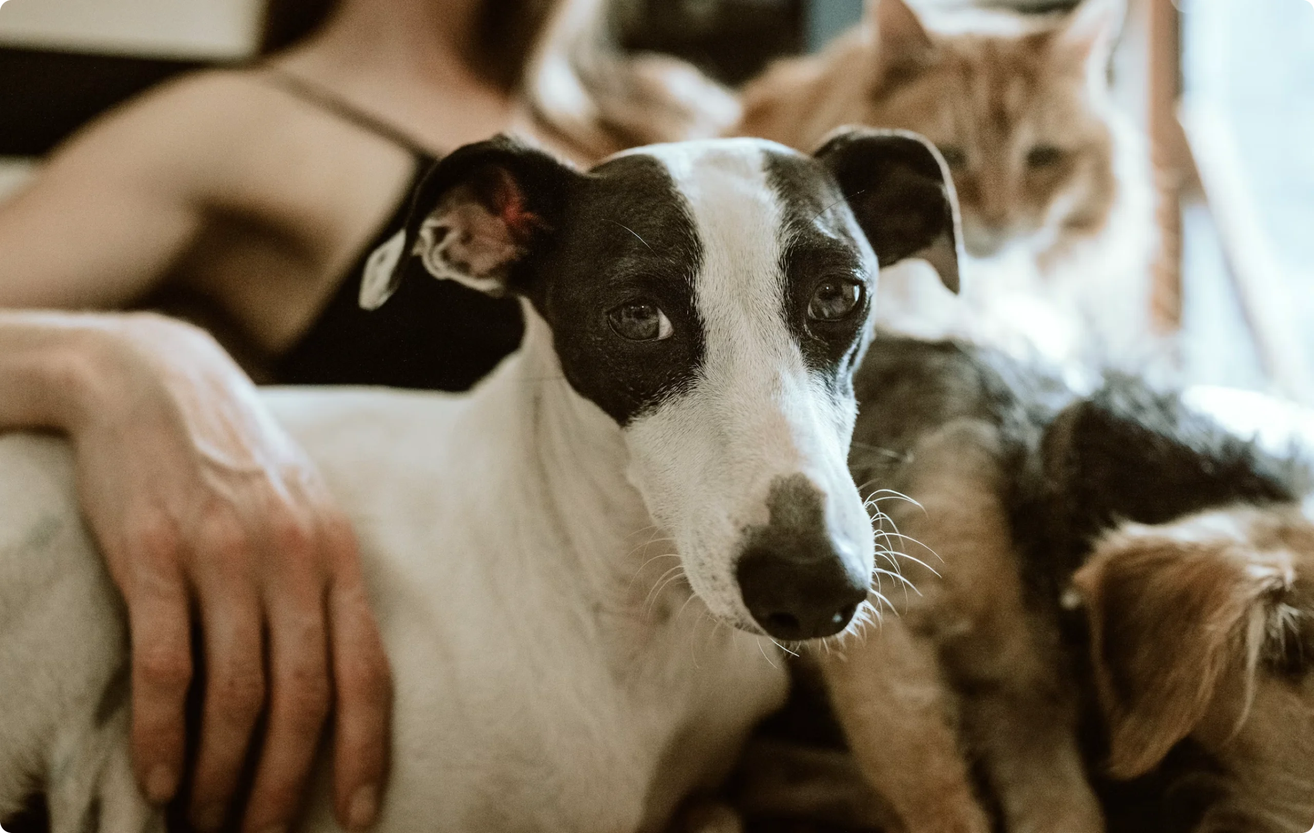 Close-up of a black and white dog looking at the camera with another dog resting in the background
