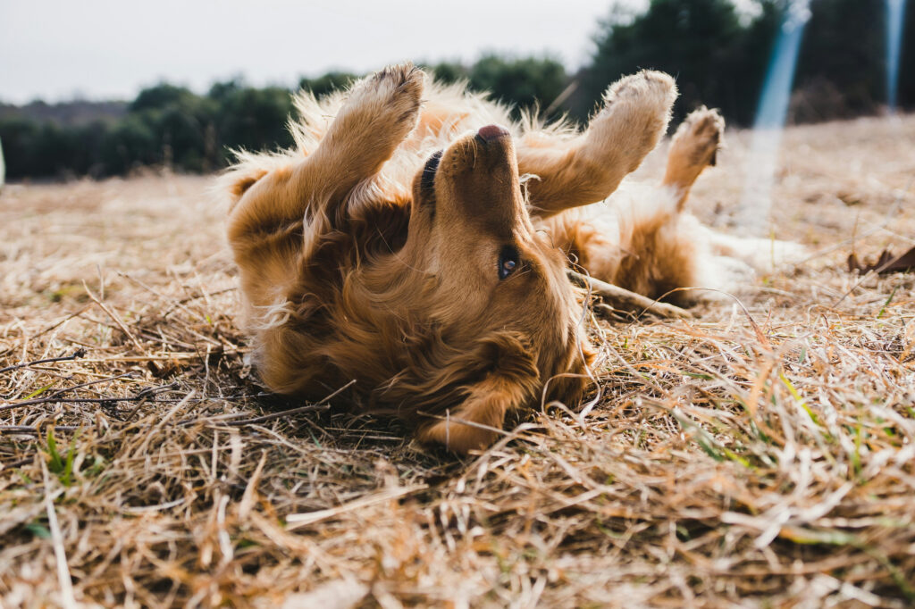 A golden retriever rolls on its back in dry grass with its legs in the air.