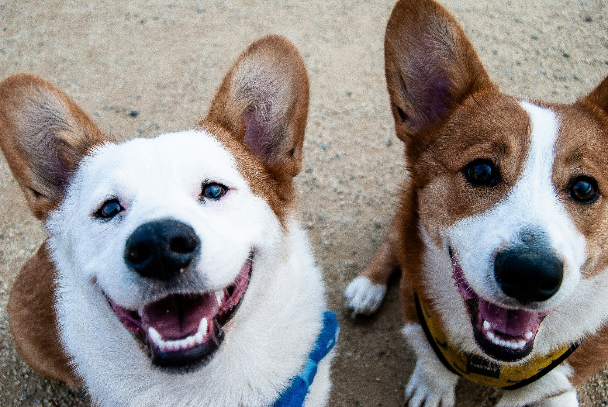 Two corgis sit close together on a sandy path and look up at the camera with their mouths open.