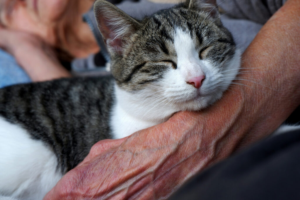 A tabby and white cat sleeps against an older person's forearm, eyes closed.