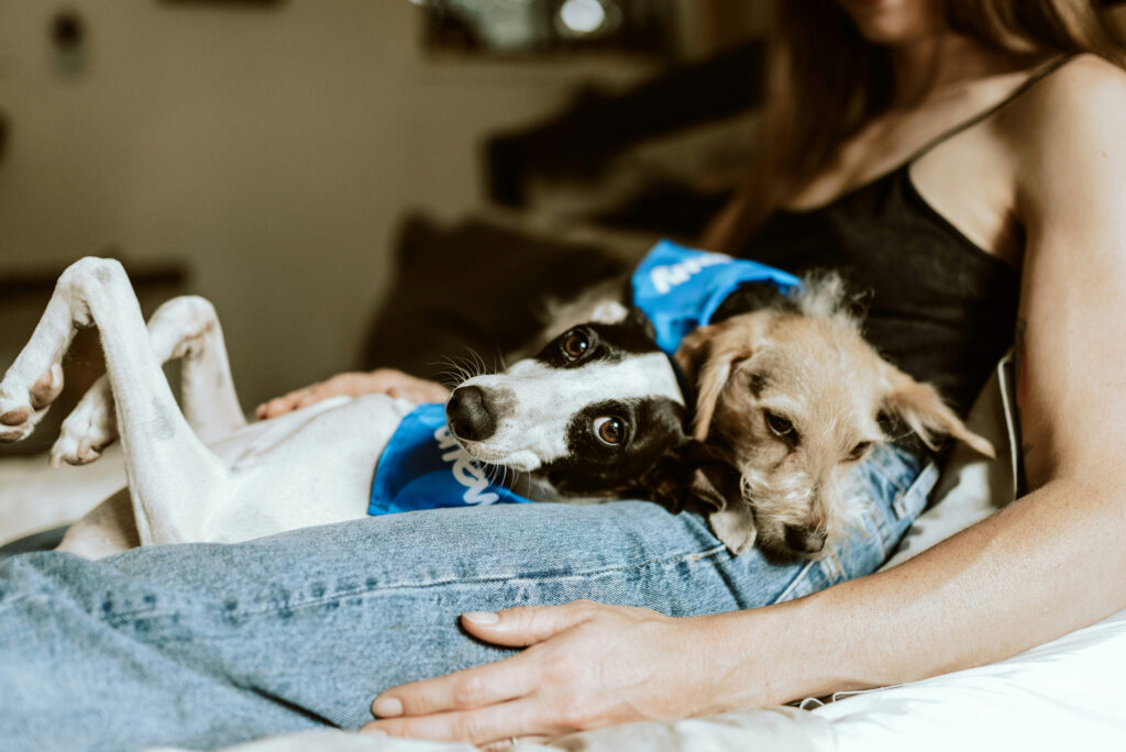 Two dogs lie across a person's lap on a bed, one on its back in a blue bandana and the other resting its head on their knee.