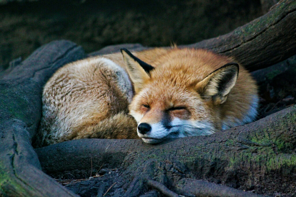 A red fox sleeps curled up among the roots of a large tree.
