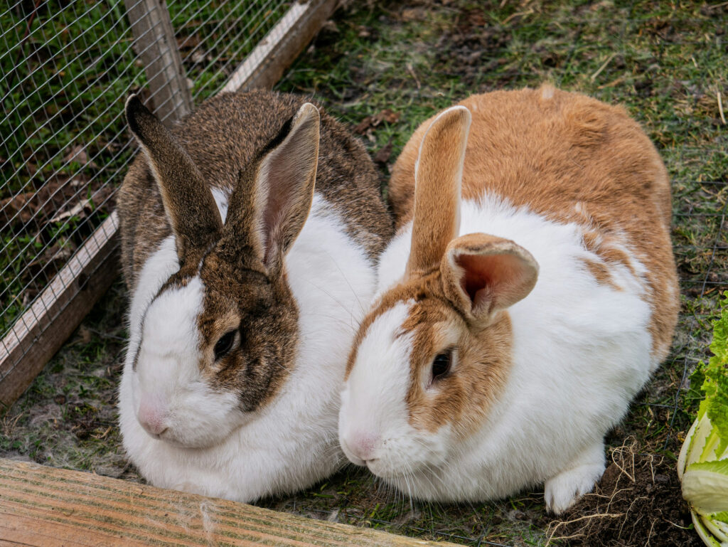 Two large rabbits sit side by side on the ground of a wire-fenced enclosure beside a leaf of lettuce.