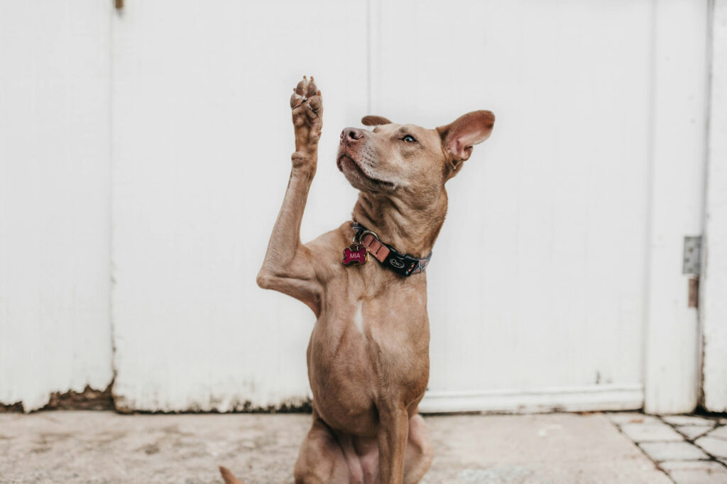 A short-haired tan dog sits against a white wall and lifts one paw in the air, head tilted up.