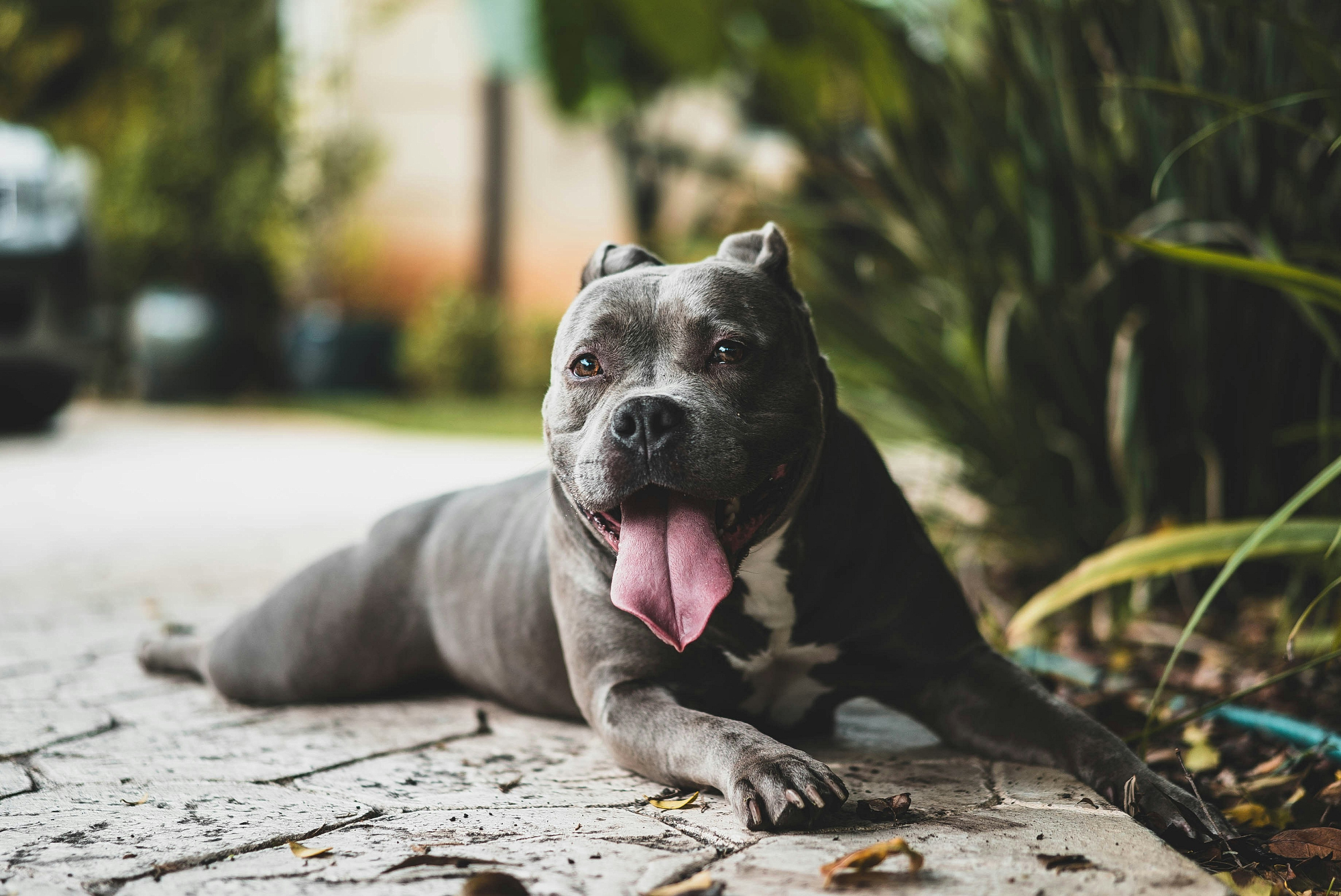 A grey and white pit bull type dog lies stretched out on a paved path with its tongue out.