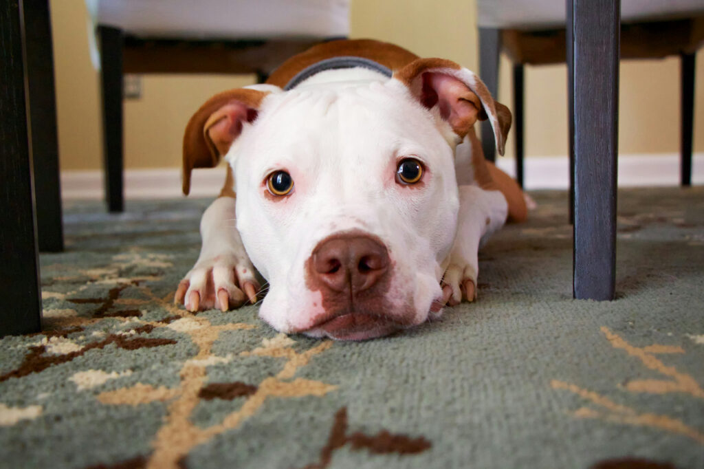 A white and tan dog lies on a patterned carpet under a table, resting its chin on its paws.