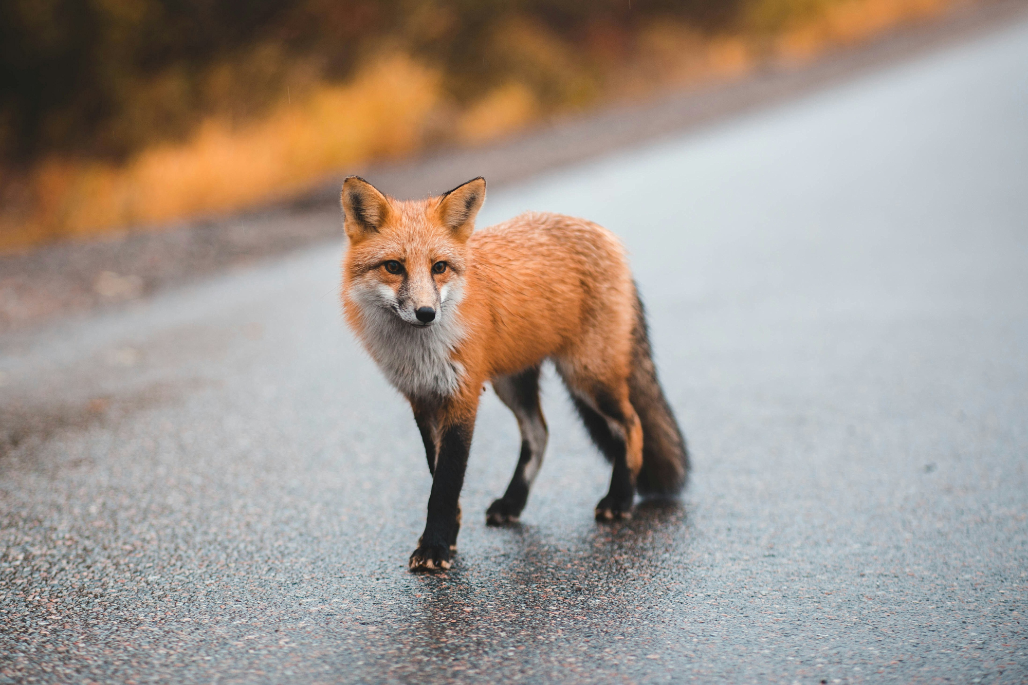 A red fox stands in the middle of a wet road, looking directly at the camera.