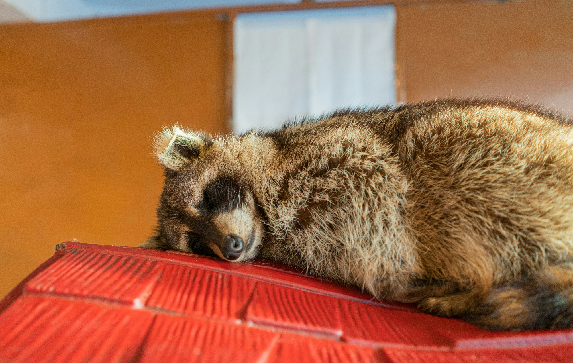 A raccoon dozes on top of a red corrugated roof.