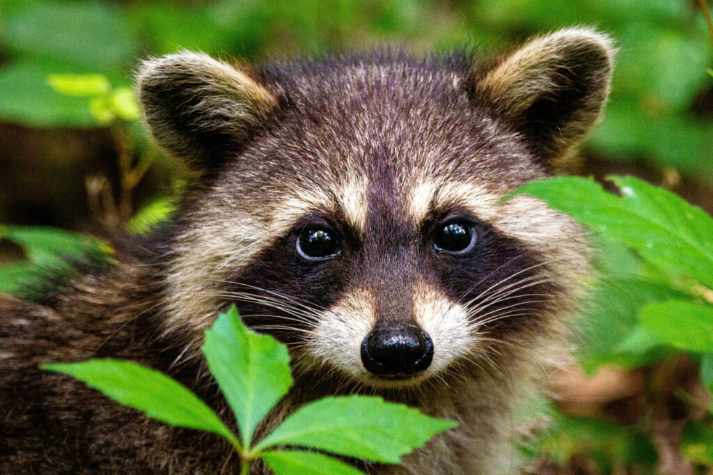 A close-up of a raccoon's face among green leaves, looking directly at the camera.