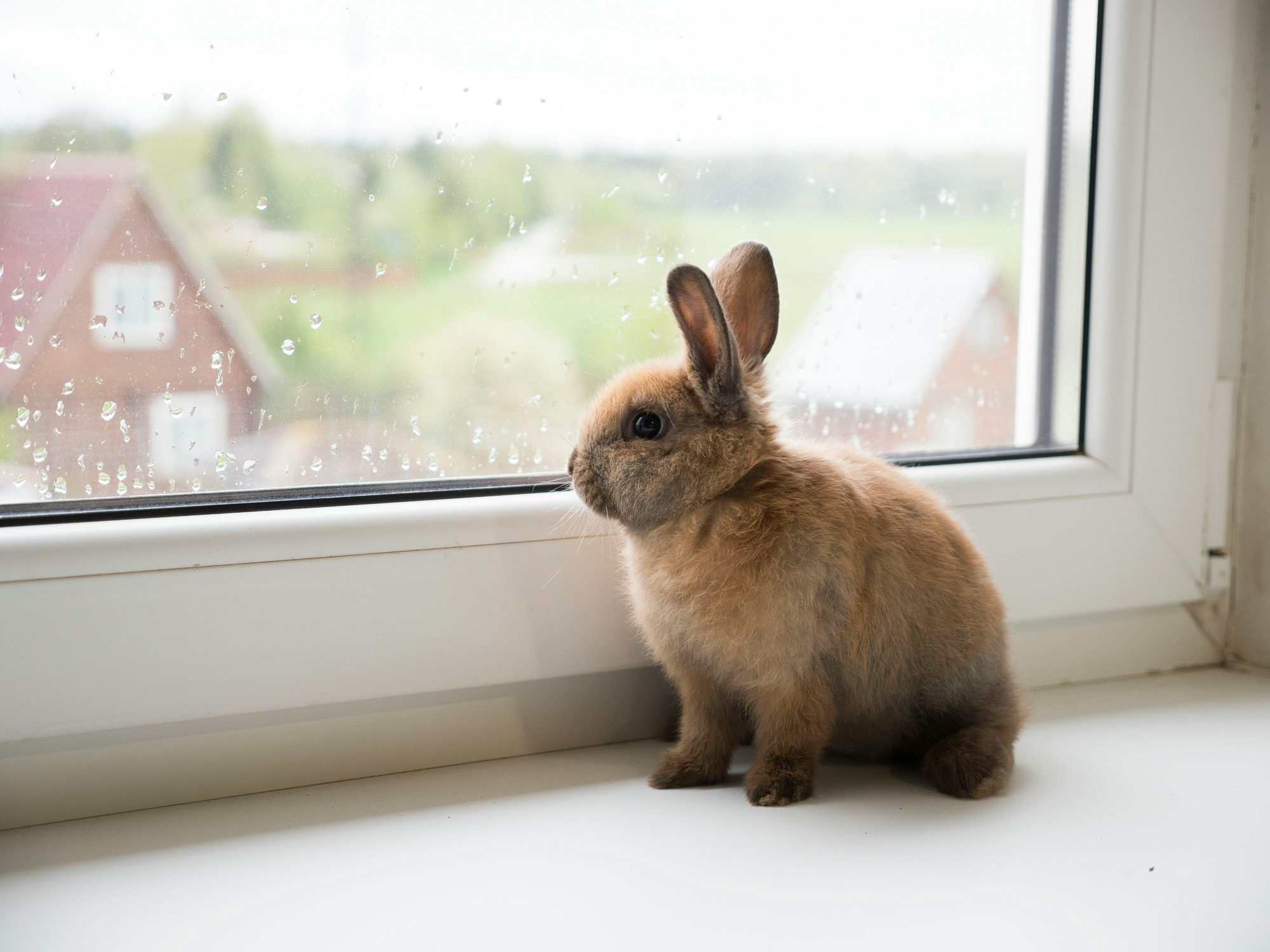 A small brown rabbit sits on a windowsill looking out through a rain-spotted window.