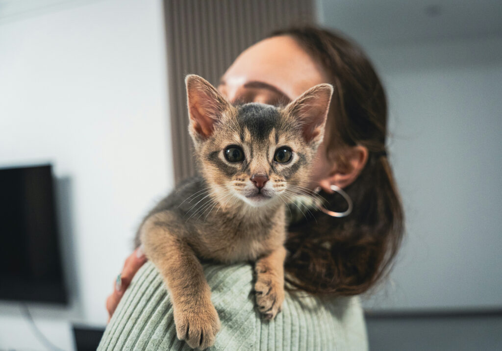 A woman carries a young tabby kitten on her shoulder, the kitten looking straight at the camera.