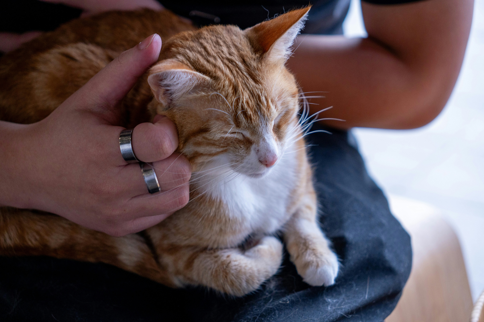 A person cradles a ginger and white cat in their lap, one hand resting on its head as it dozes.