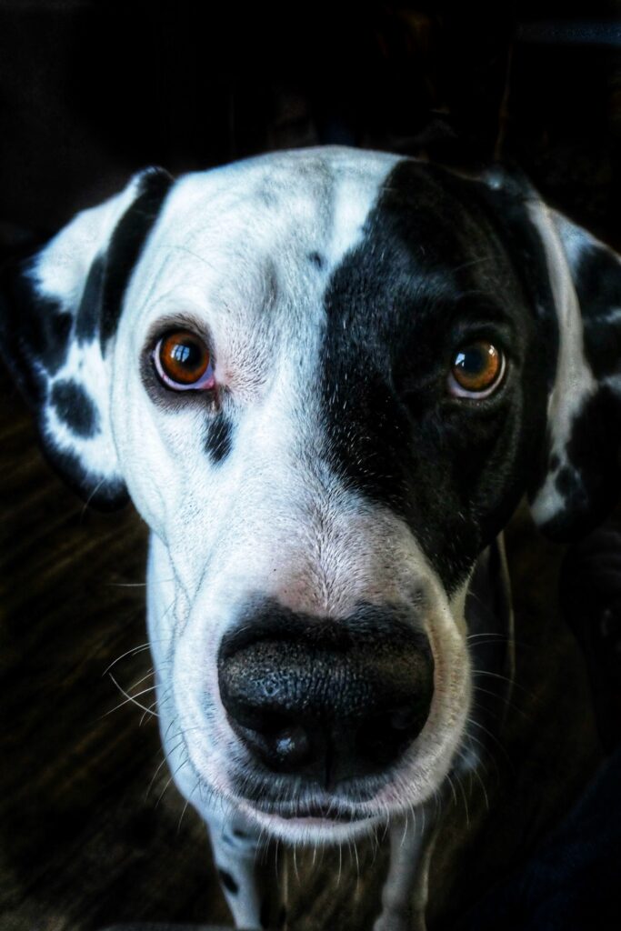 Close up of a black and white spotted dog looking at the camera