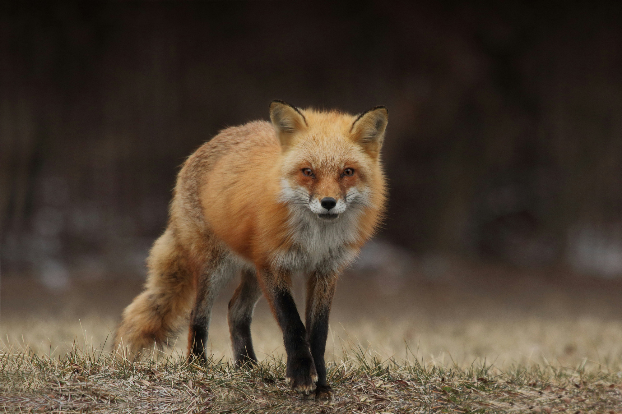 A red fox stands in a field of dry grass and looks toward the camera, dark woodland behind it.