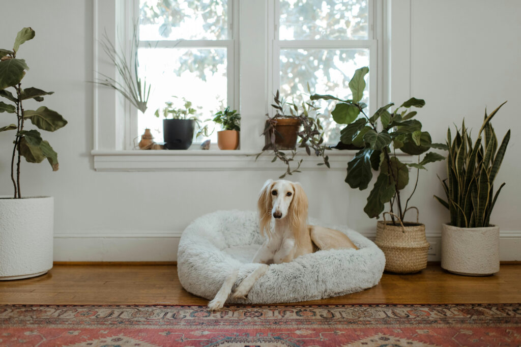 A cream-coloured saluki rests in a large fluffy dog bed in a bright room surrounded by houseplants.