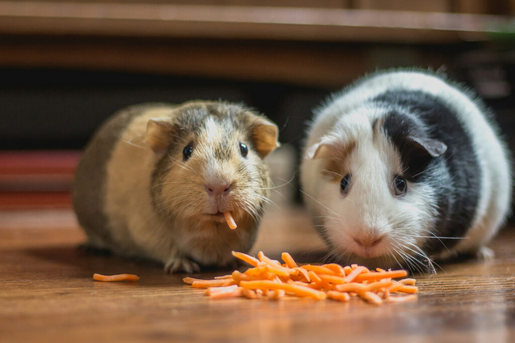Two guinea pigs sit on a wooden floor eating a pile of shredded carrot.
